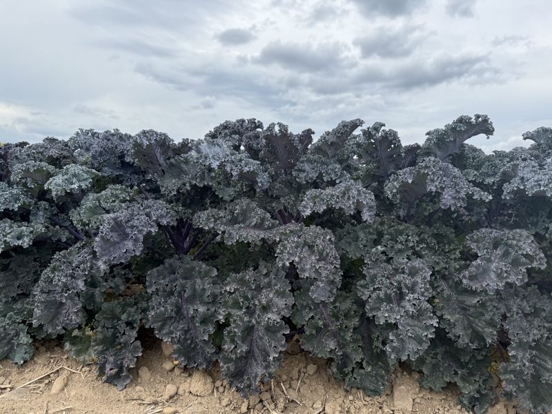 Kale 'Rubybor'