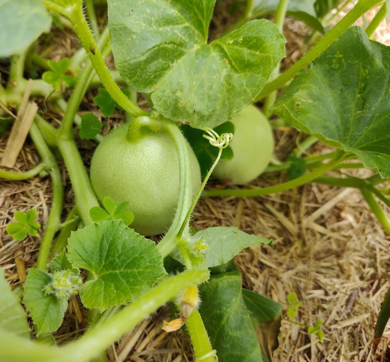 Cantaloupe Loves Georgia Heat And Sunny Garden Beds