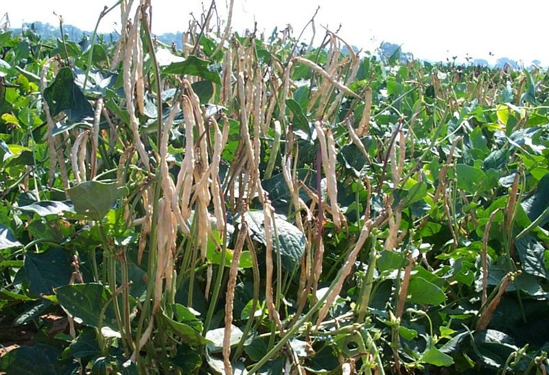 Cowpeas Build Nitrogen During Warm Ohio Summers
