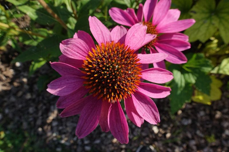 Double Coneflowers Offer Less Seed For Cardinals