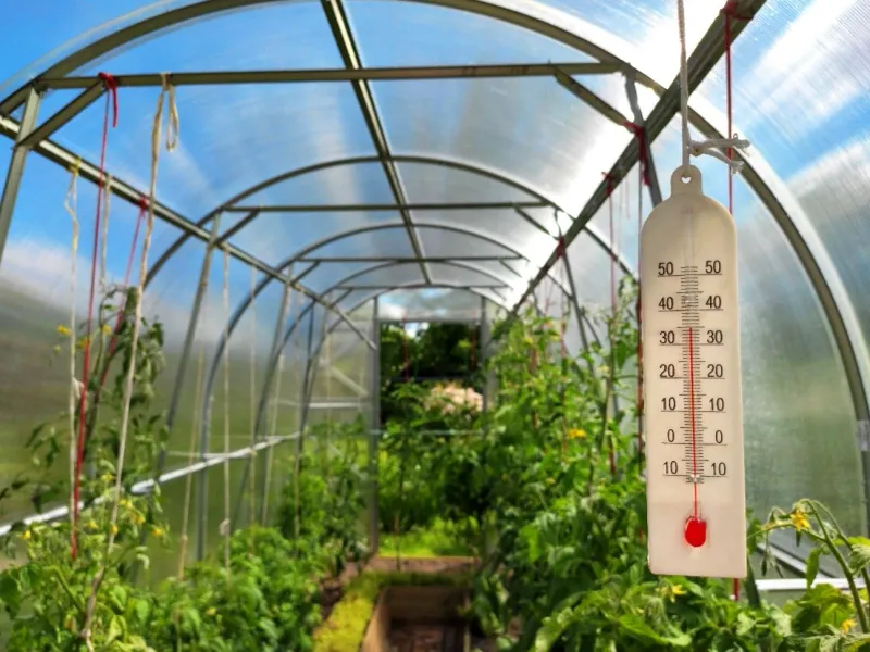 Heat Stress Can Reduce Productivity In Mid-Summer