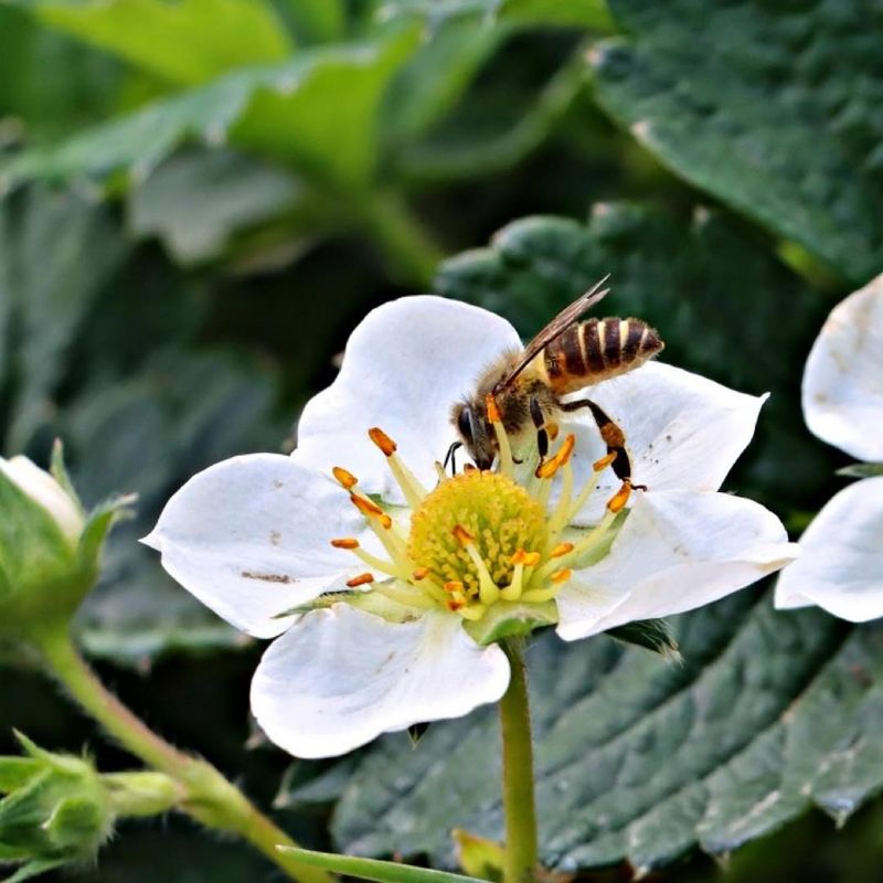 Pollination Process Helping Bees Make Berry Matches