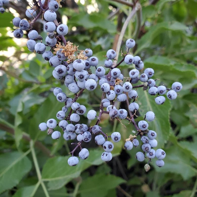 Berry-Producing Shrub Border Bursting With Color