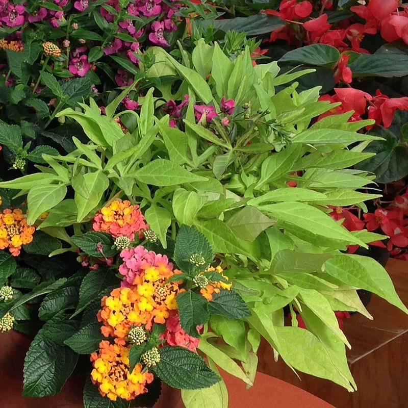 Bold & Bright Summer Spillover