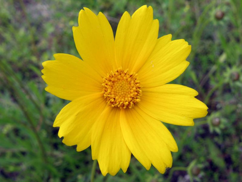 Coreopsis Lights Up Your Garden And Attracts Bees