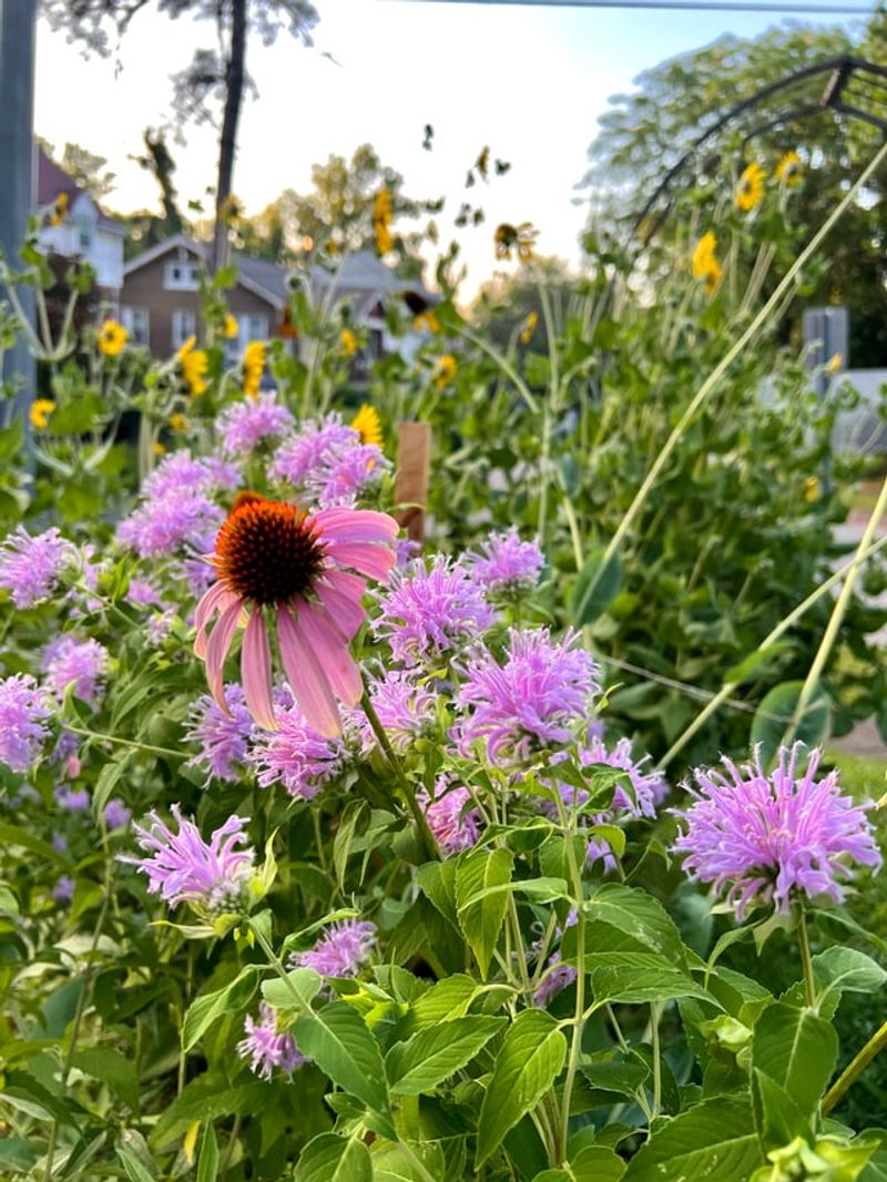 Wild Bergamot Handled Dry Ohio Summers Better Than Many Flowers