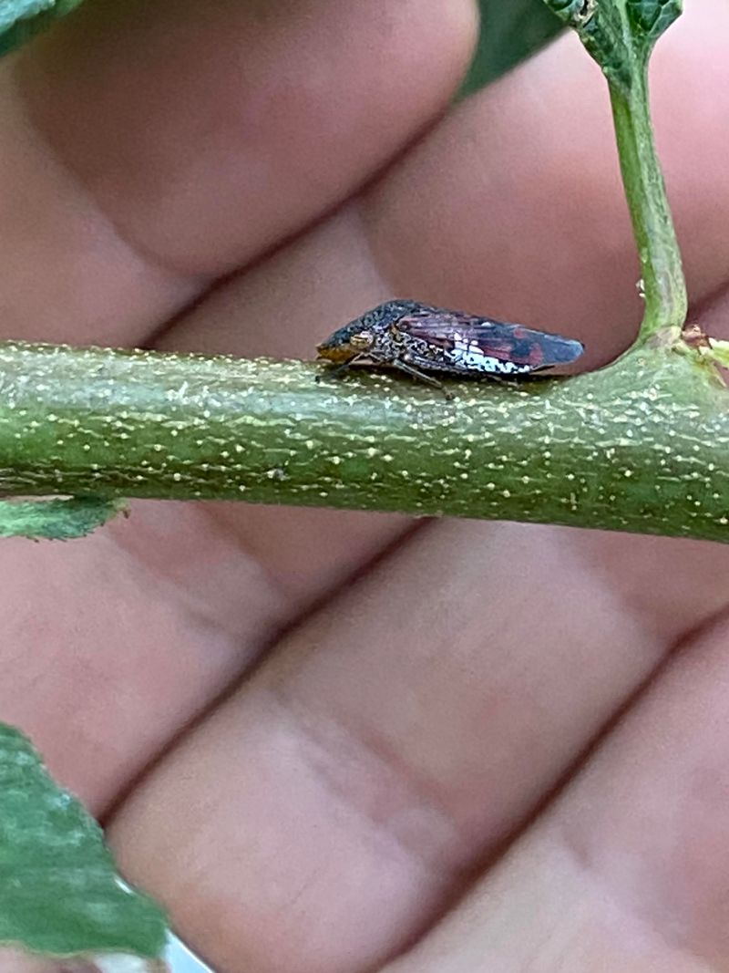 Rising Pest And Disease Pressures