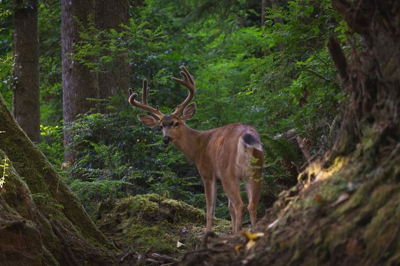 Garden Mammals Resume Their Daily Foraging