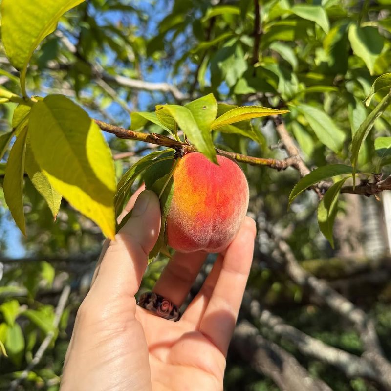 Peach Trees Are Best Trimmed Earlier In Late Winter Before Buds Swell