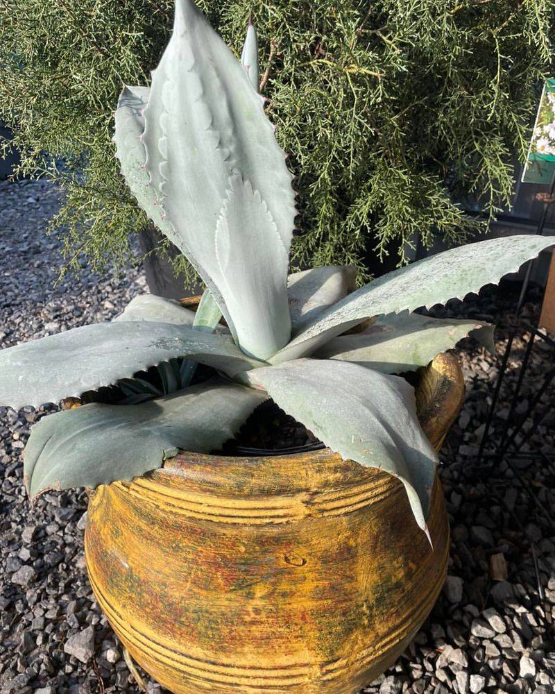 Agave Forms Bold Rosettes And Needs Minimal Water