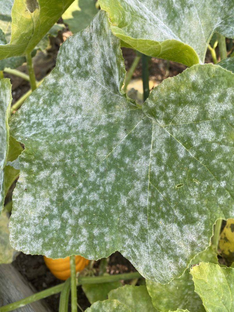 Warm Days And Cool Nights Trigger Growth