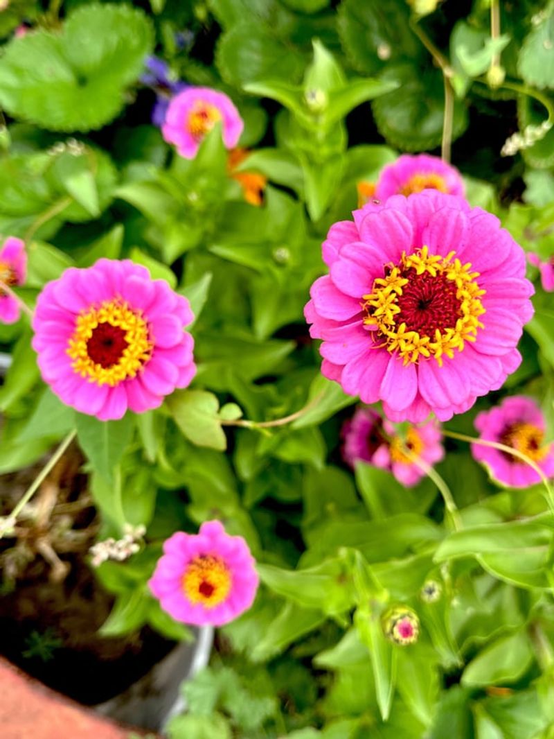 Heavy Shade Can Reduce Flower Production