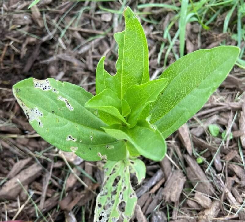 Aphids And Other Garden Pests