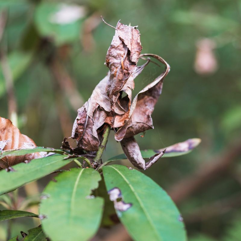 Lace Bugs May Be Behind That Faded Tired Foliage