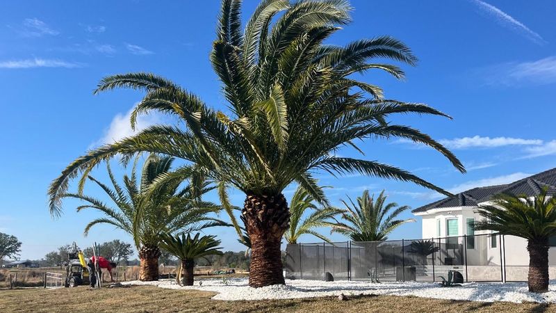 The Wrong Palm For Your Cold Zone Can Be A Costly Mistake