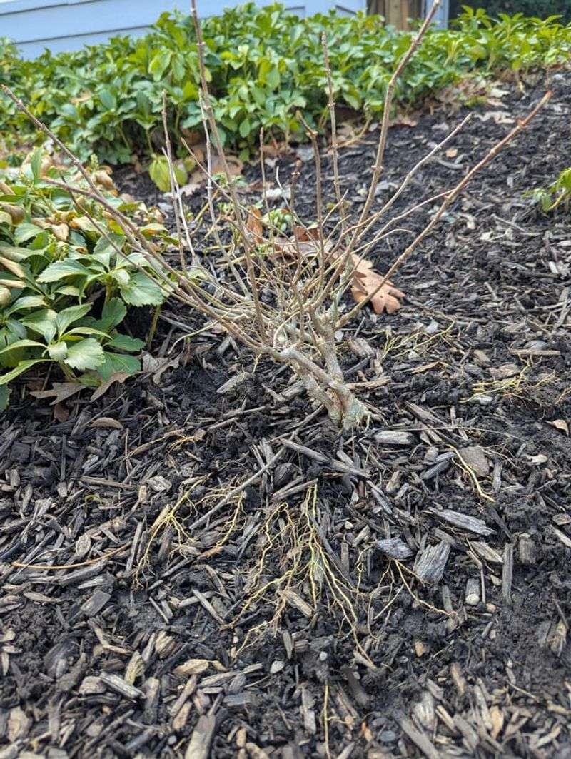 Young Or Recently Planted Shrubs Focus On Roots First