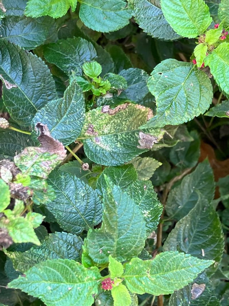 Pests And Leaf Damage