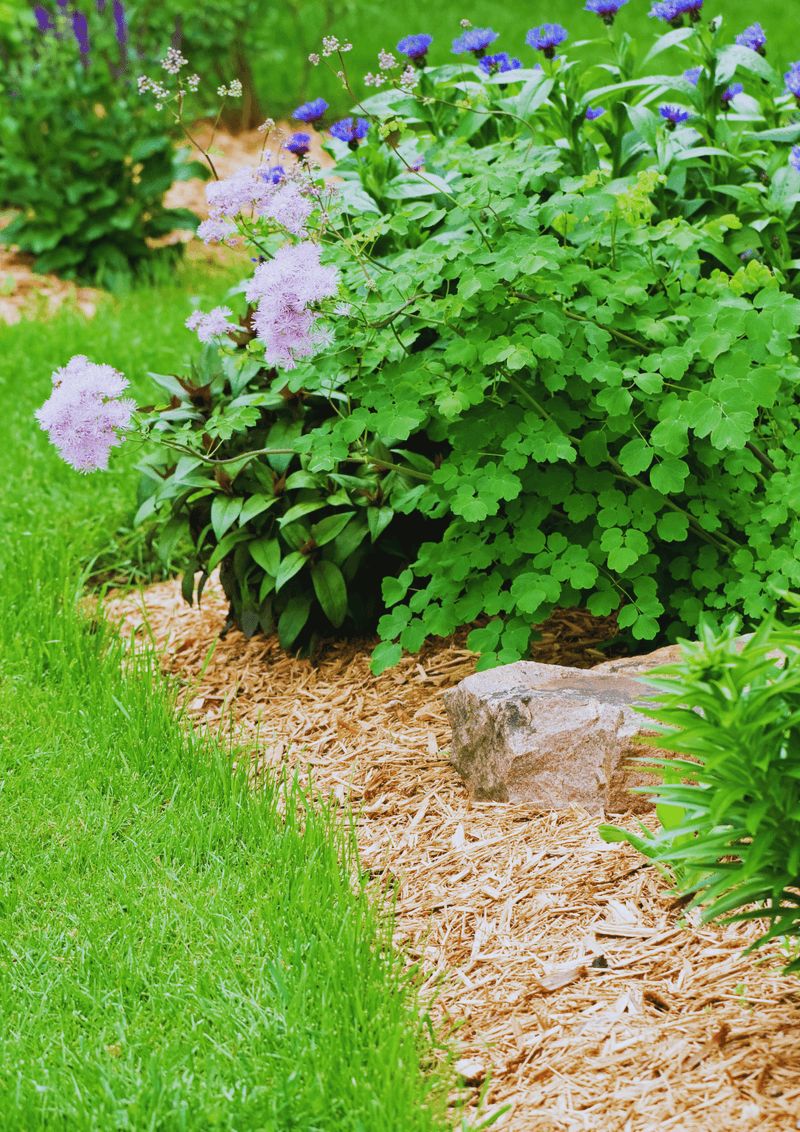 Excessive Mulch Can Trap Moisture