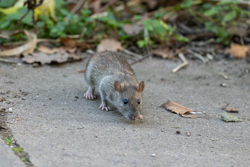Nearby Nesting Areas Support Ongoing Rodent Activity