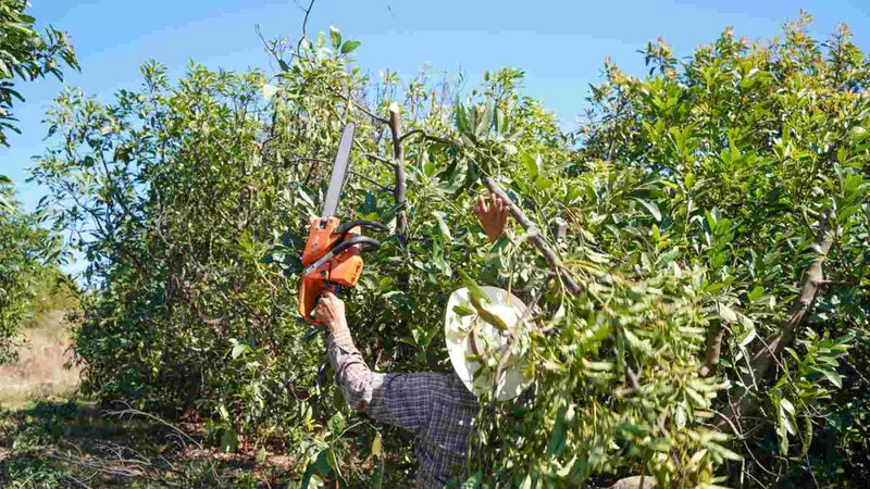 Pruning And Feeding Mistakes Can Add To The Problem
