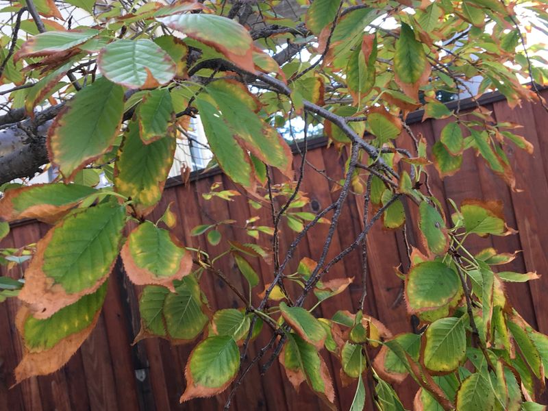 Sudden Temperature Swings Stress Blossoms