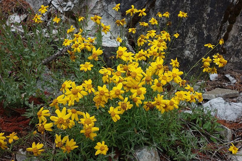 Minimal Water Needs Once Established In The Landscape