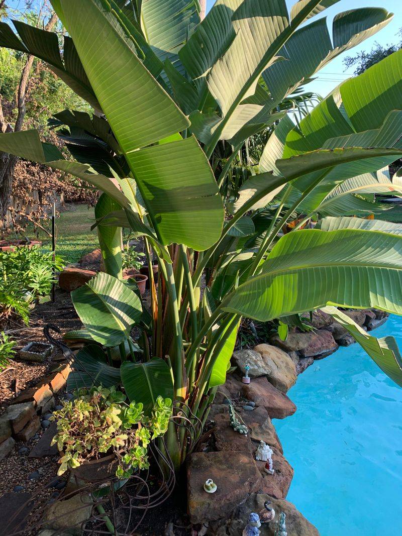 Too Much Nitrogen Pushes Leaves Instead Of Flowers