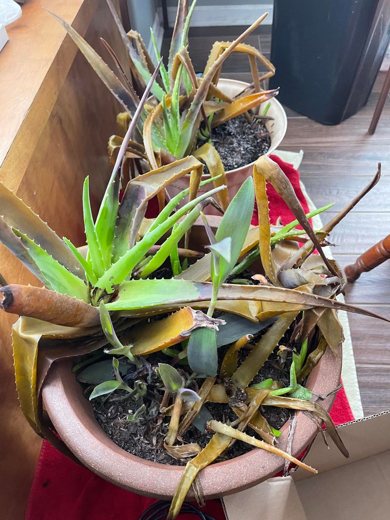 Cold Temperatures Stress Plants