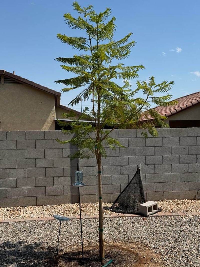 Overwatering Causes Root Rot In Hot Weather