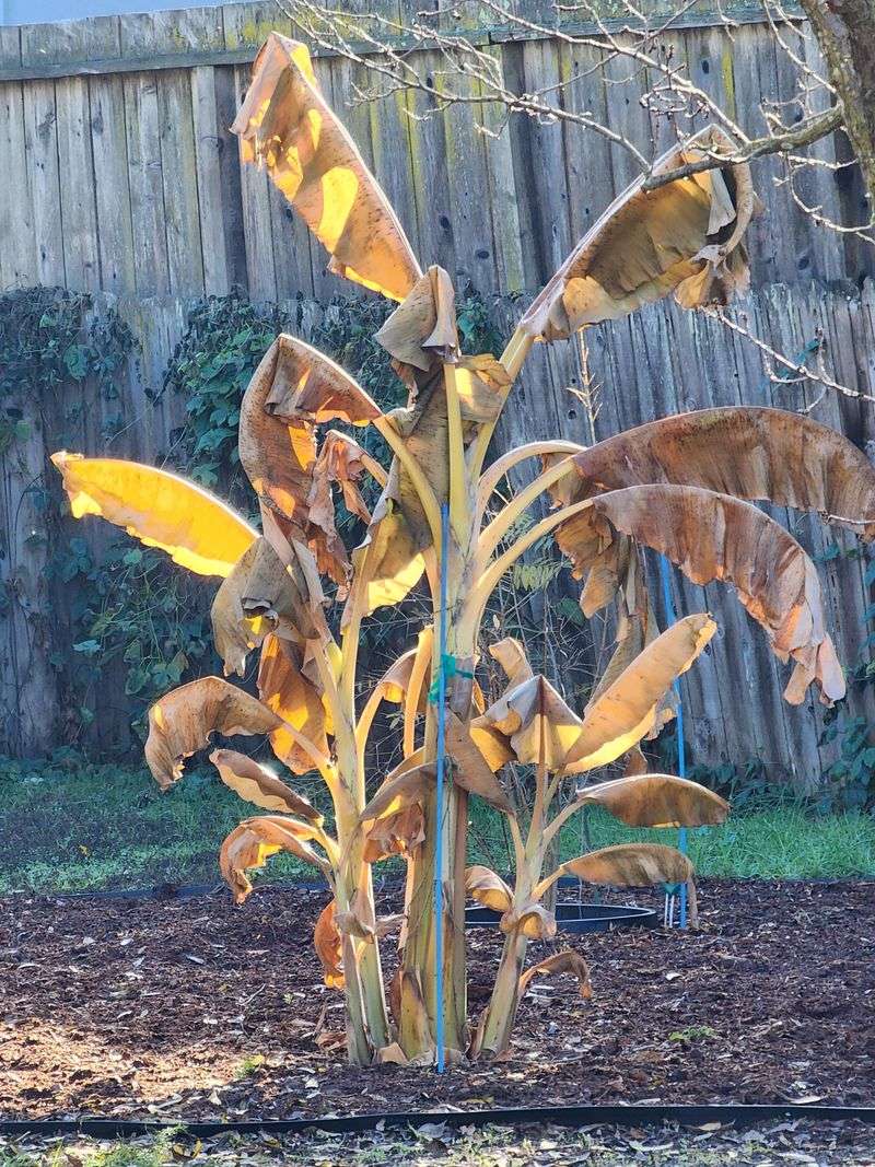 Cold Snaps Catch Plants Off Guard