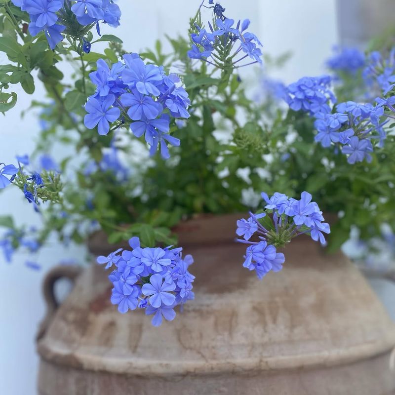 Plumbago Survives Dry Spells With Ease