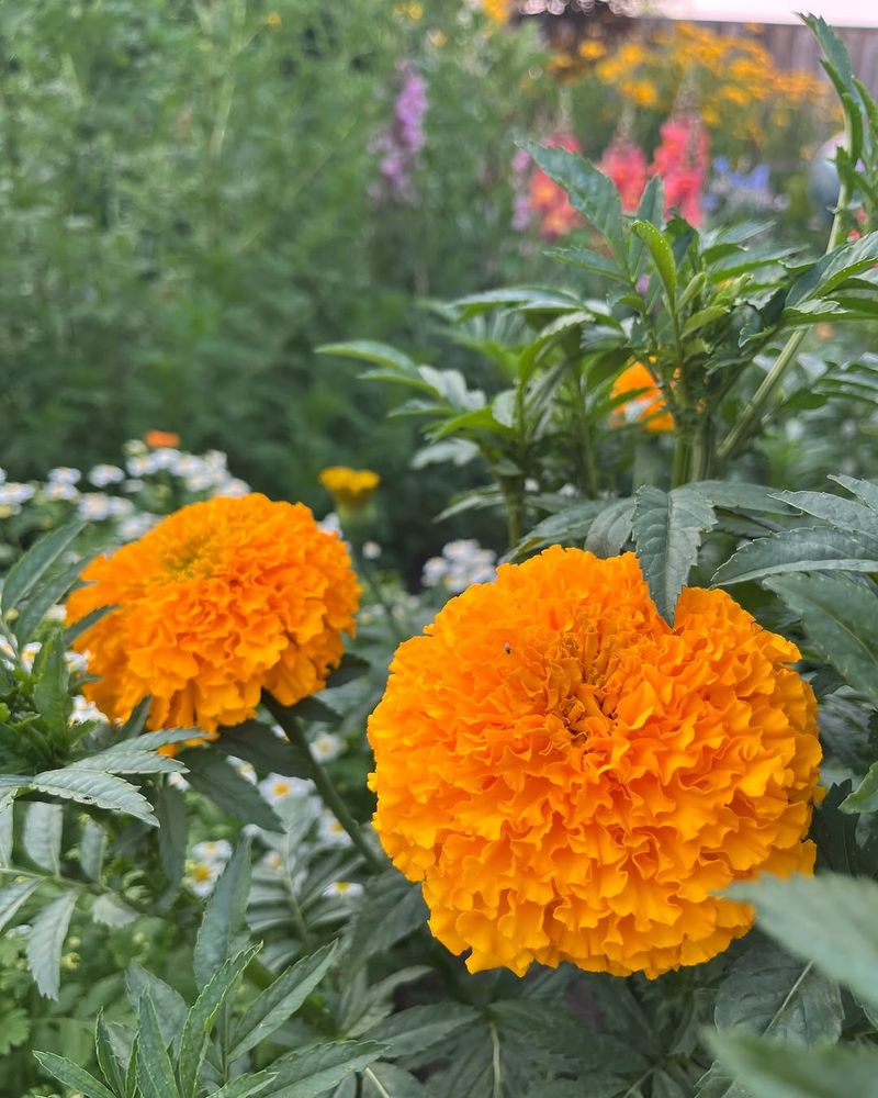 Marigolds