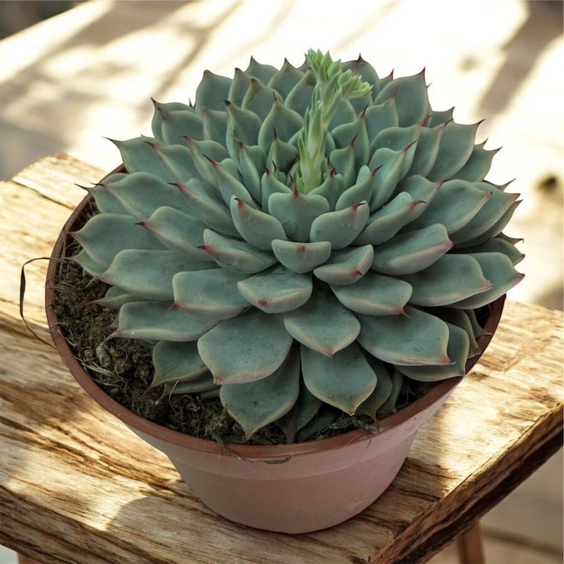 Echeveria Keeps Its Shape With Only Occasional Watering