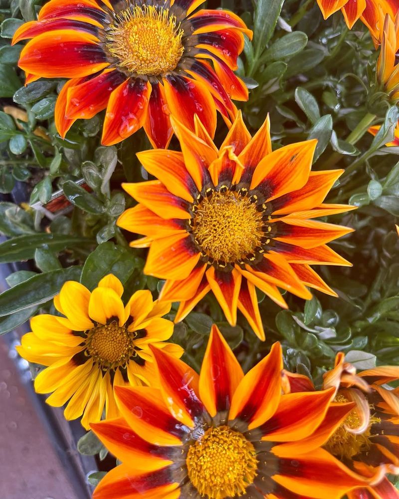 Gazania Stays Bright And Cheerful In Full Sun