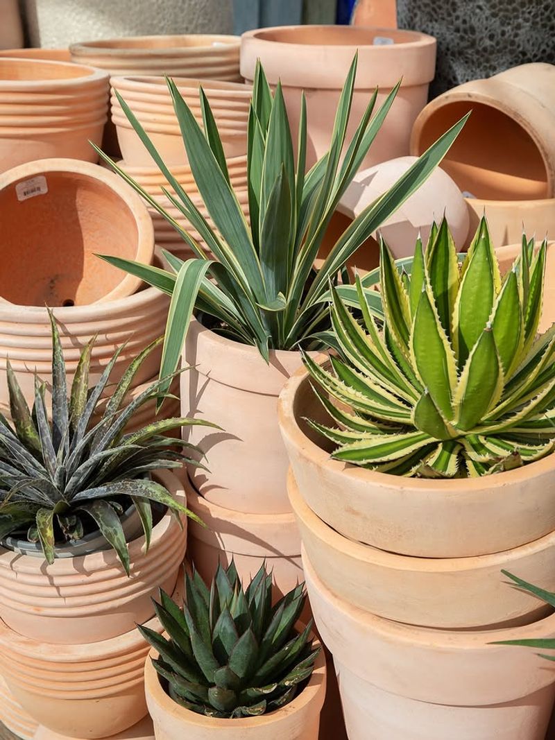Agave Grows Reliably In Containers With Little Attention