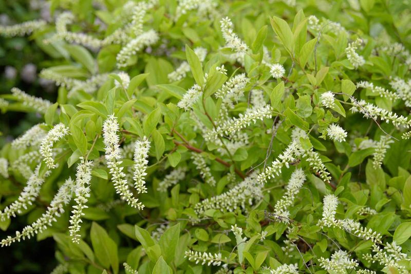 Virginia Sweetspire (Itea Virginica)