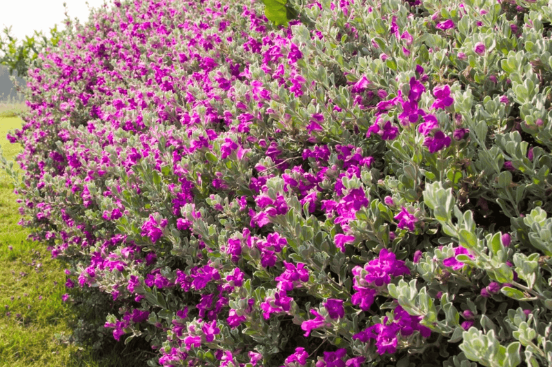 Texas Sage (Leucophyllum Frutescens)