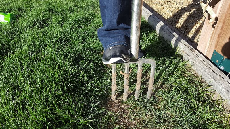 Overseeding Fills Bare Spots Before Weeds Move In