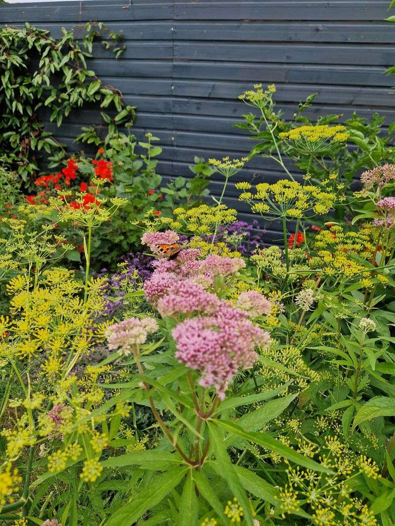 Fennel Can Be A Tricky Neighbor For Many Garden Plants