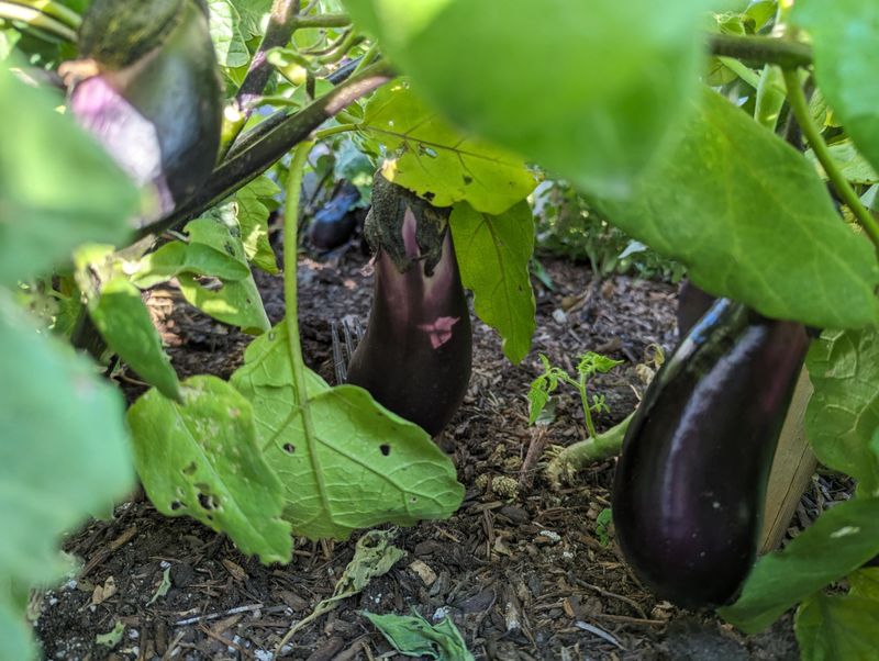 Eggplant Brings Overlapping Pests And Disease Pressure