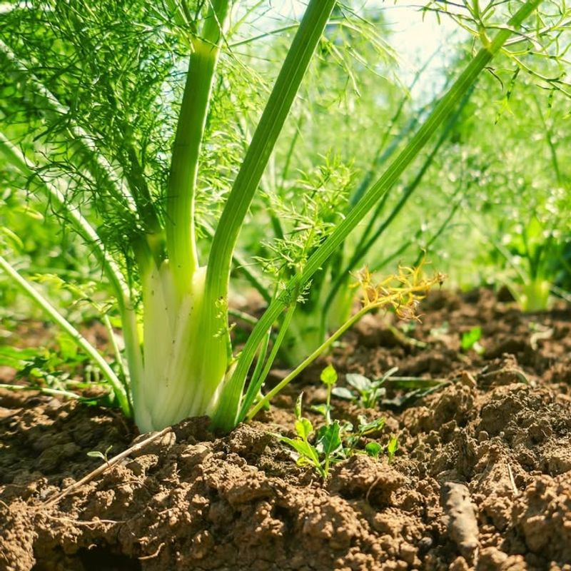 Fennel Can Inhibit Growth Of Many Nearby Garden Plants