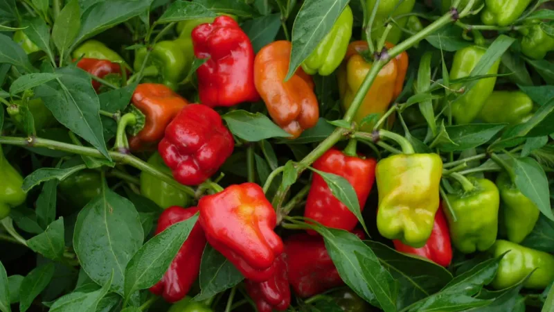Peppers (Capsicum Spp.)