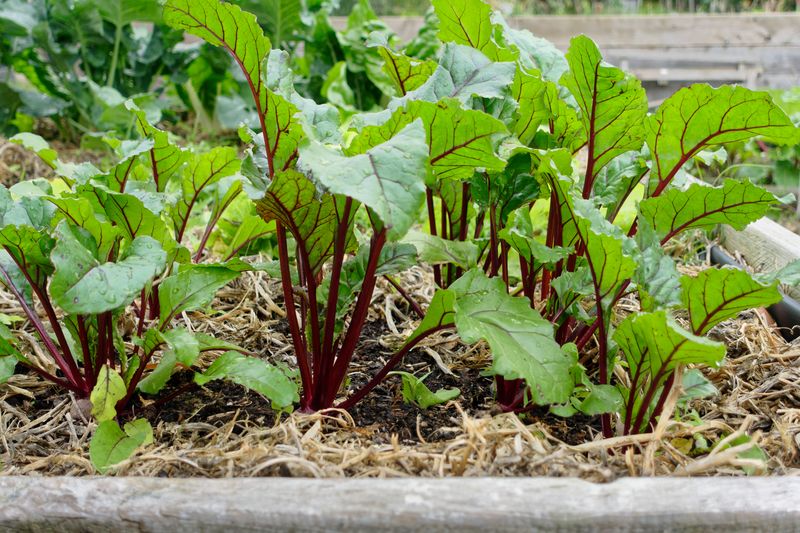 Beets Battling Clay Challenges