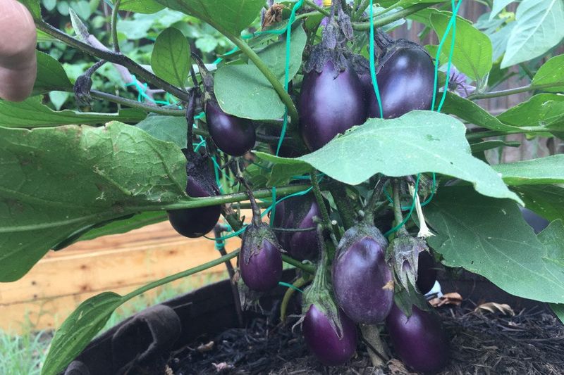 Eggplant That Spreads Tomato Pathogens