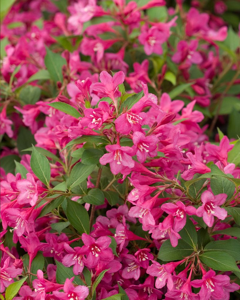 Weigela