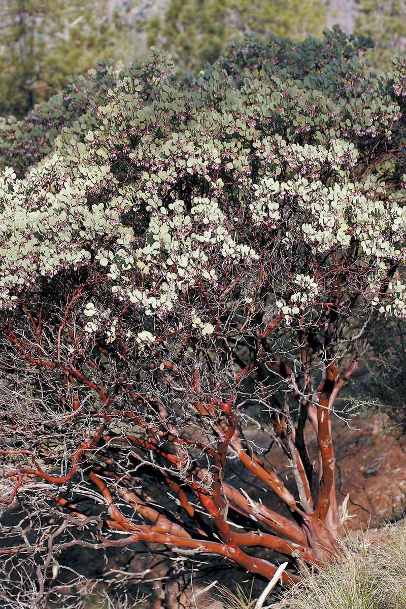 Manzanita Showing Off Its Twisting Red Bark