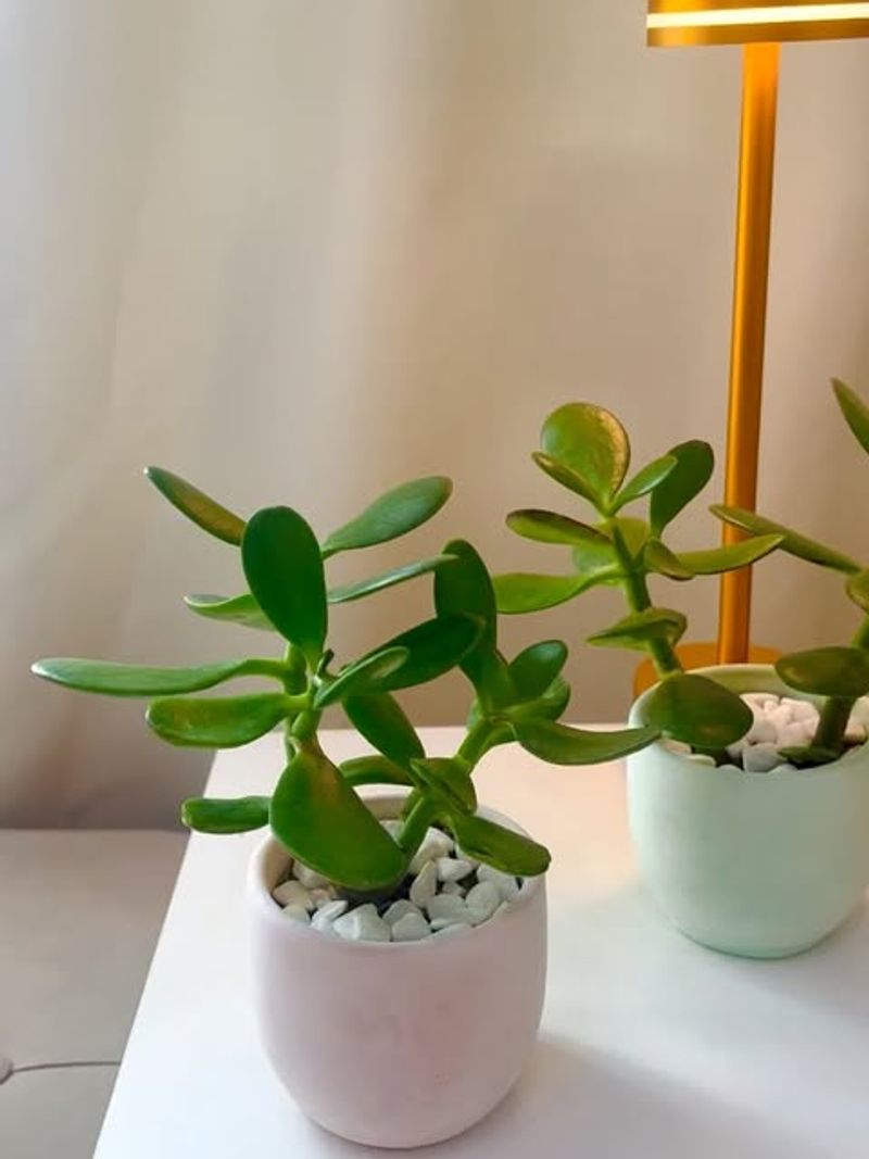 Jade Plant 