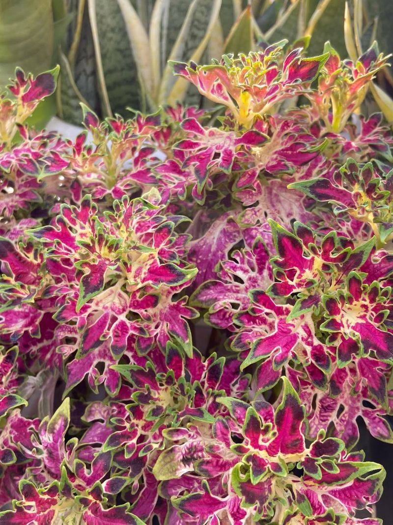 Coleus Cuttings Produce New Plants In Just A Few Weeks