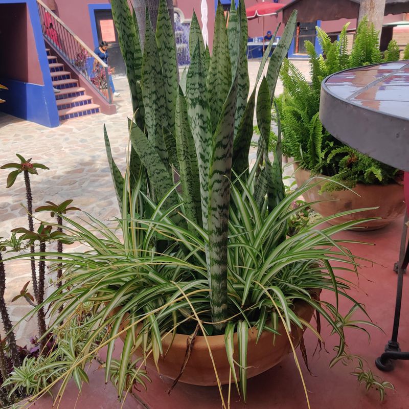 Spider Plant (Chlorophytum comosum)