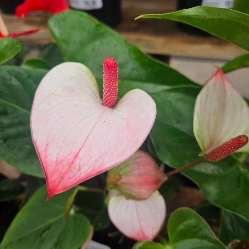 Anthurium Adds Bold Shine And Lasting Color